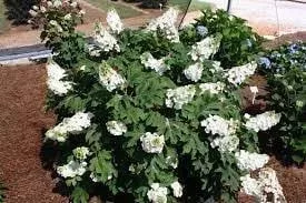 Tölgylevelű hortenzia - Hydrangea quercifolia "Jetstream" Cs9