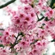 Törpe Japán díszcseresznye - Prunus nipponica ‘Ruby’ Törzs: 80 cm