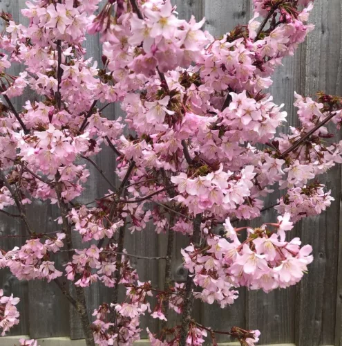Törpe Japán díszcseresznye - Prunus nipponica ‘Ruby’ Törzs: 80 cm