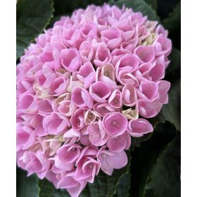   Beltéri hortenzia - Hydrangea Macrophylla Magical Evolution - Pink