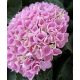 Beltéri hortenzia - Hydrangea Macrophylla Magical Evolution - Pink