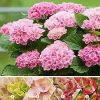 Beltéri hortenzia - Hydrangea Macrophylla Magical Evolution - Pink