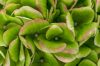 Beltéri hortenzia - Hydrangea Macrophylla Magical Evolution - Pink