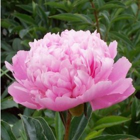   Paeonia Lactiflora - Illatos telt virágú bazsarózsa - rózsaszín - K3