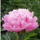 Paeonia Lactiflora - Illatos telt virágú bazsarózsa - rózsaszín - K3