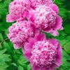Paeonia Lactiflora - Illatos telt virágú bazsarózsa - rózsaszín - K3