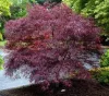 Acer palmatum Trompenburg - Japán juhar cserje