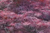 Acer palmatum Trompenburg - Japán juhar cserje