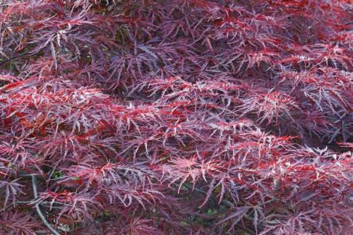 Acer palmatum Trompenburg - Japán juhar cserje