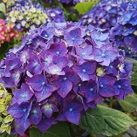   Kerti hortenzia - Hydrangea macrophylla Endless Summer "Summer Love Purple" 