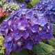 Kerti hortenzia - Hydrangea macrophylla Endless Summer "Summer Love Purple" 