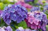 Kerti hortenzia - Hydrangea macrophylla Endless Summer "Summer Love Purple" 