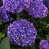 Kerti hortenzia - Hydrangea macrophylla Endless Summer "Summer Love Purple" 