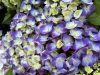 Kerti hortenzia - Hydrangea macrophylla Endless Summer "Summer Love Purple" 