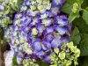 Kerti hortenzia - Hydrangea macrophylla Endless Summer "Summer Love Purple" 