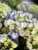 Kerti hortenzia - Hydrangea macrophylla Endless Summer "Summer Love Purple" 