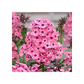 Bugás lángvirág - Phlox paniculata "Brilliant"