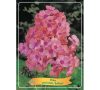 Bugás lángvirág - Phlox paniculata "Brilliant"