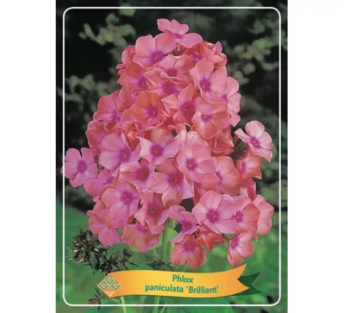 Bugás lángvirág - Phlox paniculata "Brilliant"