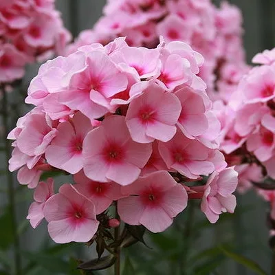Bugás lángvirág - Phlox paniculata "Brilliant"