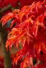 Japán juhar - Acer palmatum "Shishigashira" K5