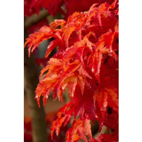 Japán juhar - Acer palmatum "Shishigashira" K5