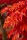 Japán juhar - Acer palmatum "Shishigashira" K5