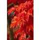 Japán juhar - Acer palmatum "Shishigashira" K5