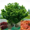Japán juhar - Acer palmatum "Shishigashira" K5