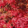 Japán juhar - Acer palmatum "Shishigashira" K5