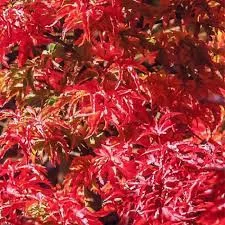 Japán juhar - Acer palmatum "Shishigashira" K5