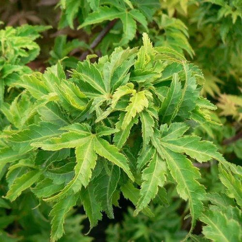 Japán juhar - Acer palmatum "Shishigashira" K5