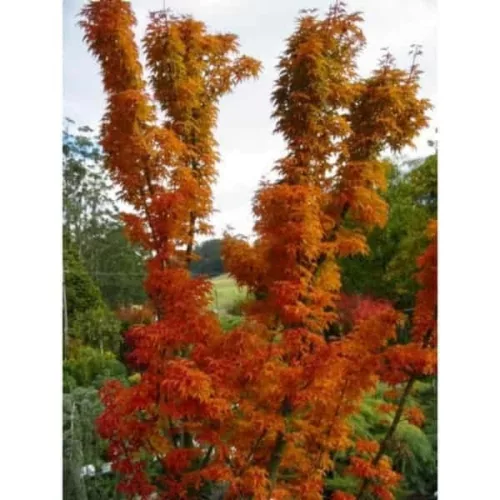 Japán juhar - Acer palmatum "Shishigashira" K5