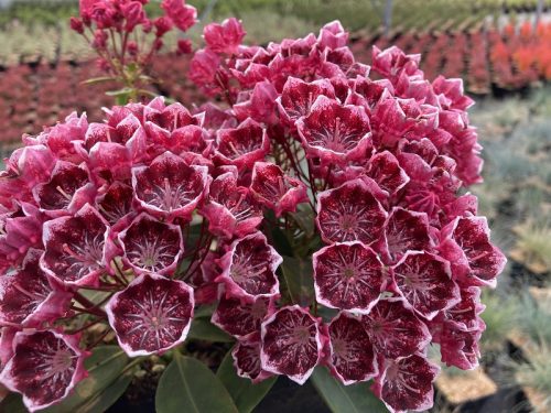 Hegyi babér - Kalmia latifolia "Kaleidoskop" K4