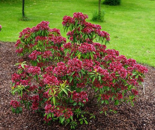 Hegyi babér - Kalmia latifolia "Kaleidoskop" K4