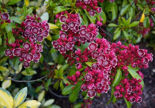 Hegyi babér - Kalmia latifolia "Kaleidoskop" K4