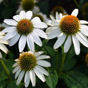   Bíbor kasvirág - Echinacea Purpurea "Pow Wow White"