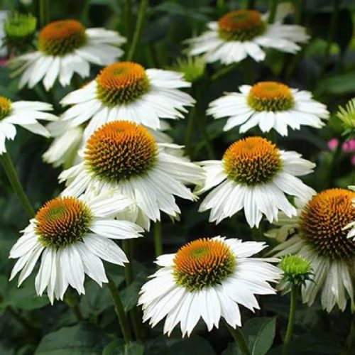 Bíbor kasvirág - Echinacea Purpurea "Pow Wow White"