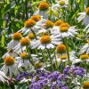 Bíbor kasvirág - Echinacea Purpurea "Pow Wow White"