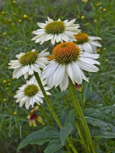 Bíbor kasvirág - Echinacea Purpurea "Pow Wow White"