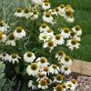 Bíbor kasvirág - Echinacea Purpurea "Pow Wow White"