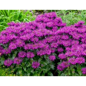 Méhbalzsam - Monarda "Grape Gumball"