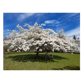 Fehér virágú Japán díszcseresznye - Prunus serrulata ‘Shirotae’