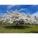 Fehér virágú Japán díszcseresznye - Prunus serrulata ‘Shirotae’