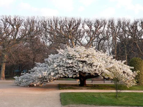 Fehér virágú Japán díszcseresznye - Prunus serrulata ‘Shirotae’