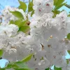 Fehér virágú Japán díszcseresznye - Prunus serrulata ‘Shirotae’