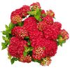 Kerti hortenzia - Hydrangea macrophylla Music Collection "Red Reggae" K5