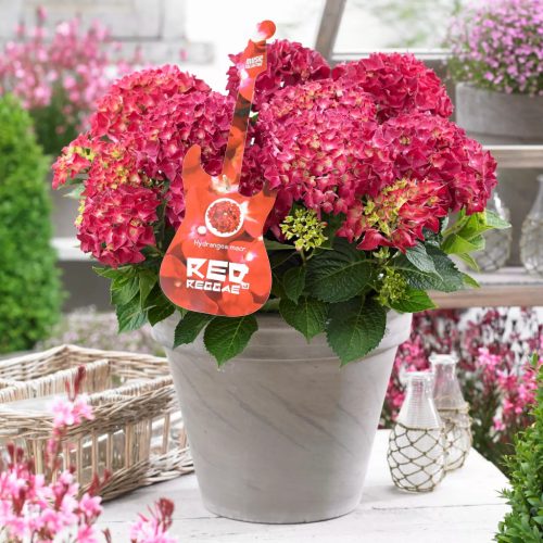 Kerti hortenzia - Hydrangea macrophylla Music Collection "Red Reggae" K5
