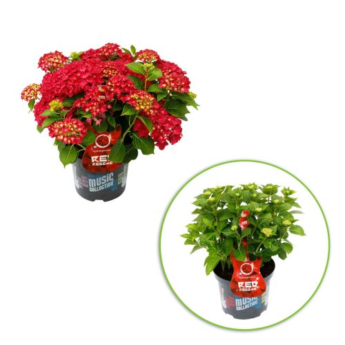 Kerti hortenzia - Hydrangea macrophylla Music Collection "Red Reggae" K5