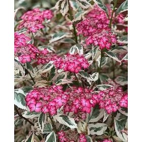   Fűrészeslevelű hortenzia - Hydrangea Serrata "Euphoria Pink" - K1,5